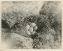 Image of Birds- Old Squaw nest and eggs